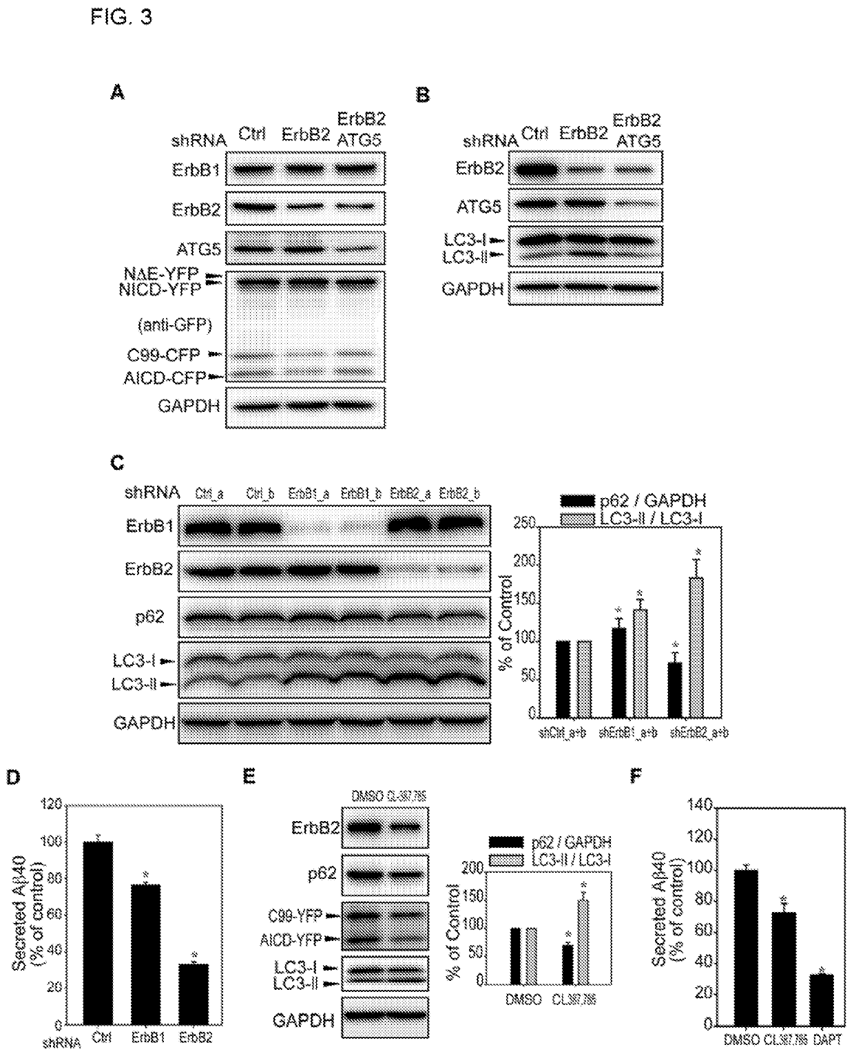 ErbB2 regulates autophagic flux to modulate the proteostasis of APP-CTFs in alzheimer's disease