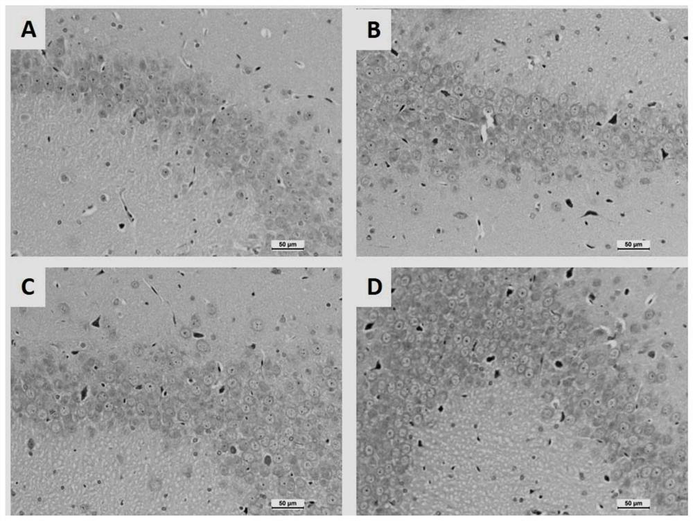 Target lncRNA: MSTRG.27033.1 for learning and memory dysfunction caused by microwave radiation