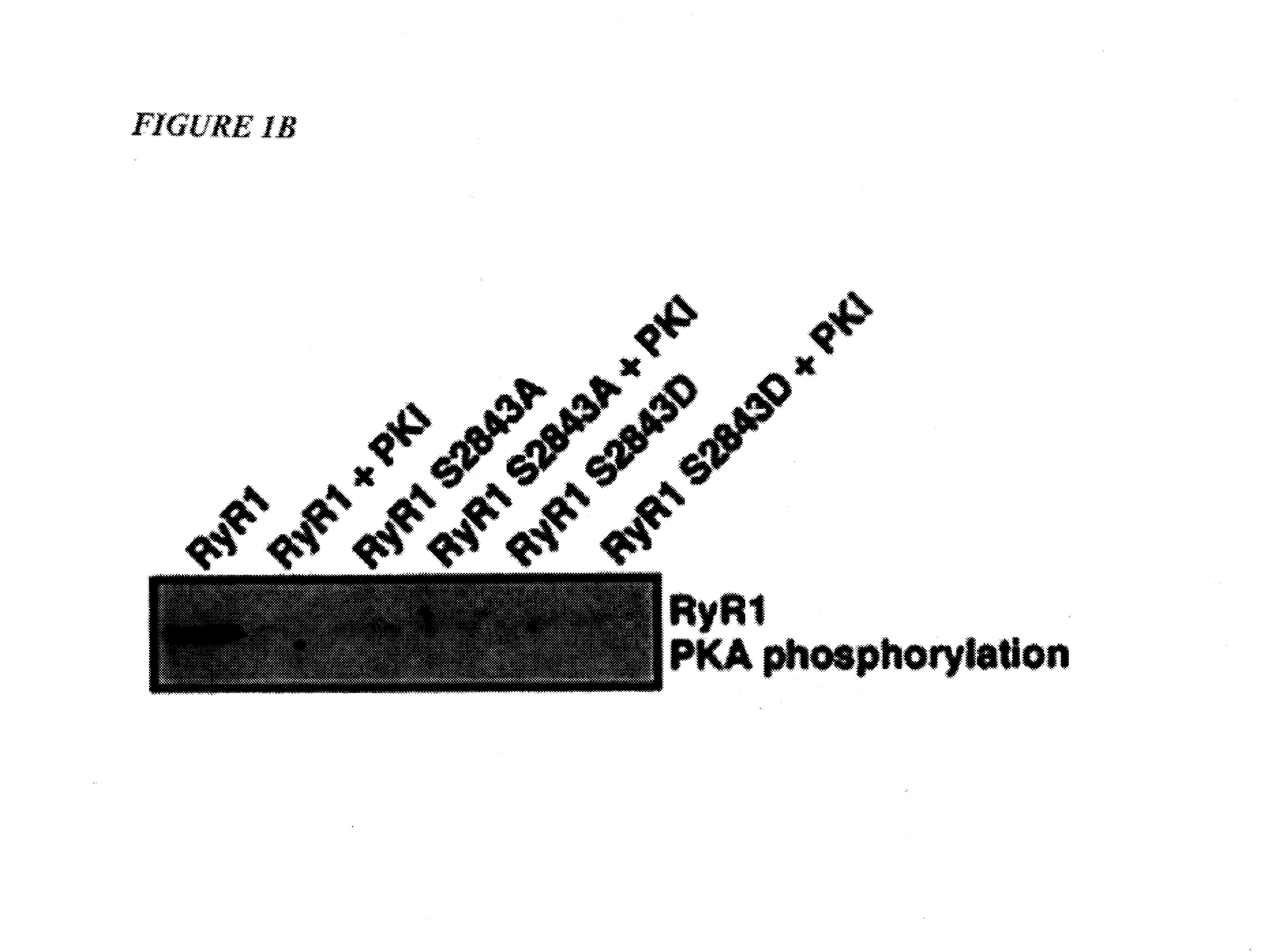 Type 1 ryanodine receptor-based methods