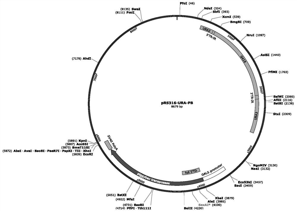 High-activity transposase and use thereof