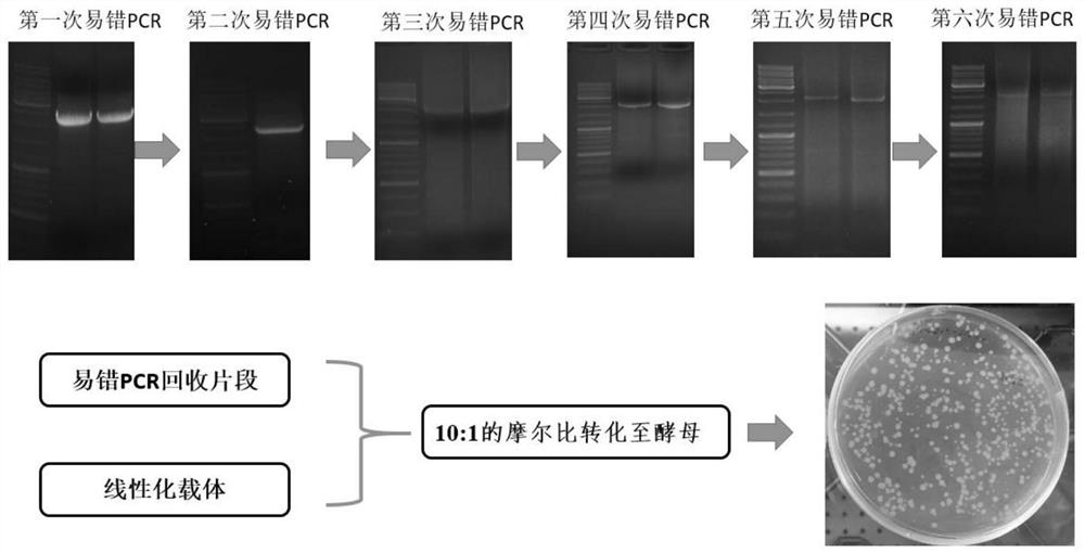 High-activity transposase and use thereof