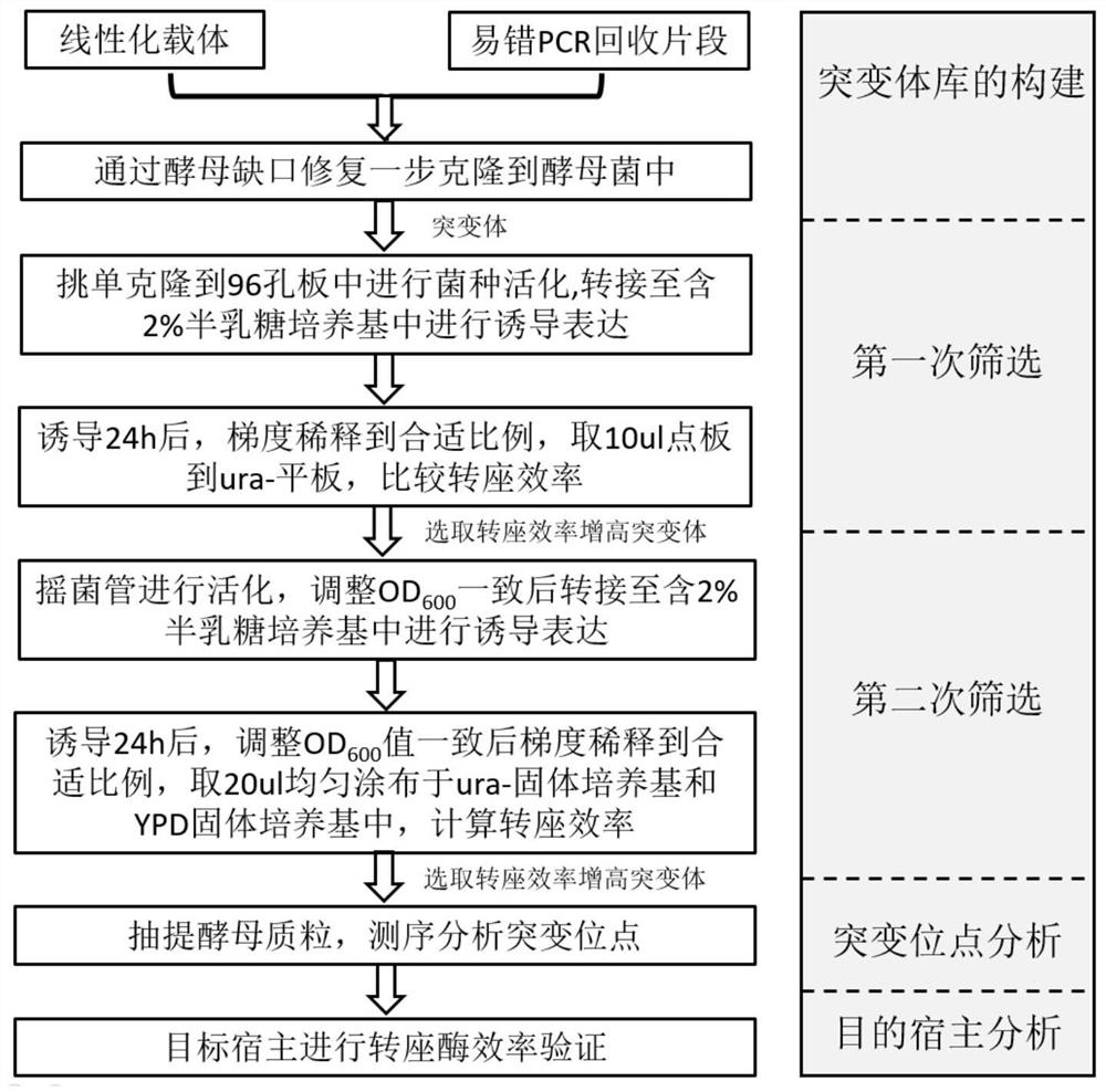 High-activity transposase and use thereof