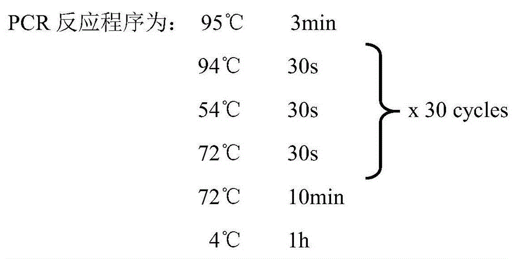 SPN locus in linkage with round or flat character of peach fruit shape, molecular marker based on locus and application thereof