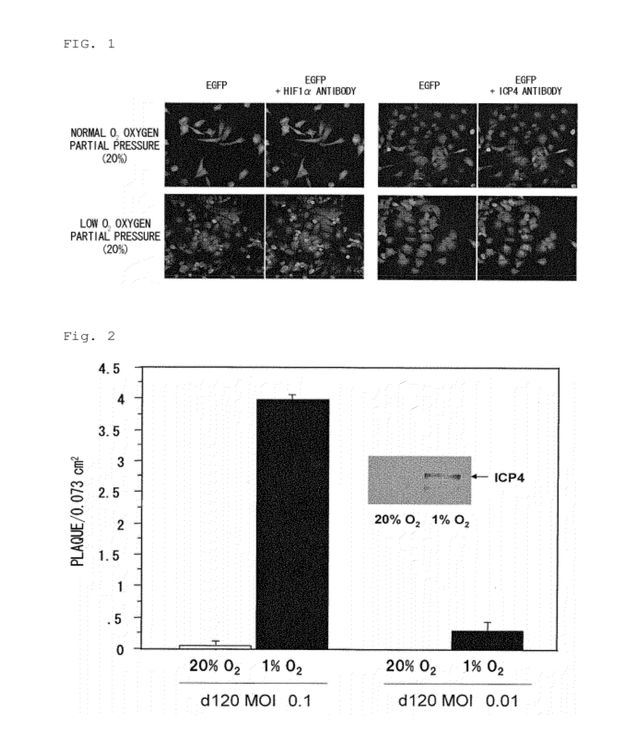 Virus growing in hypoxic cell or virus vector expressing gene therein