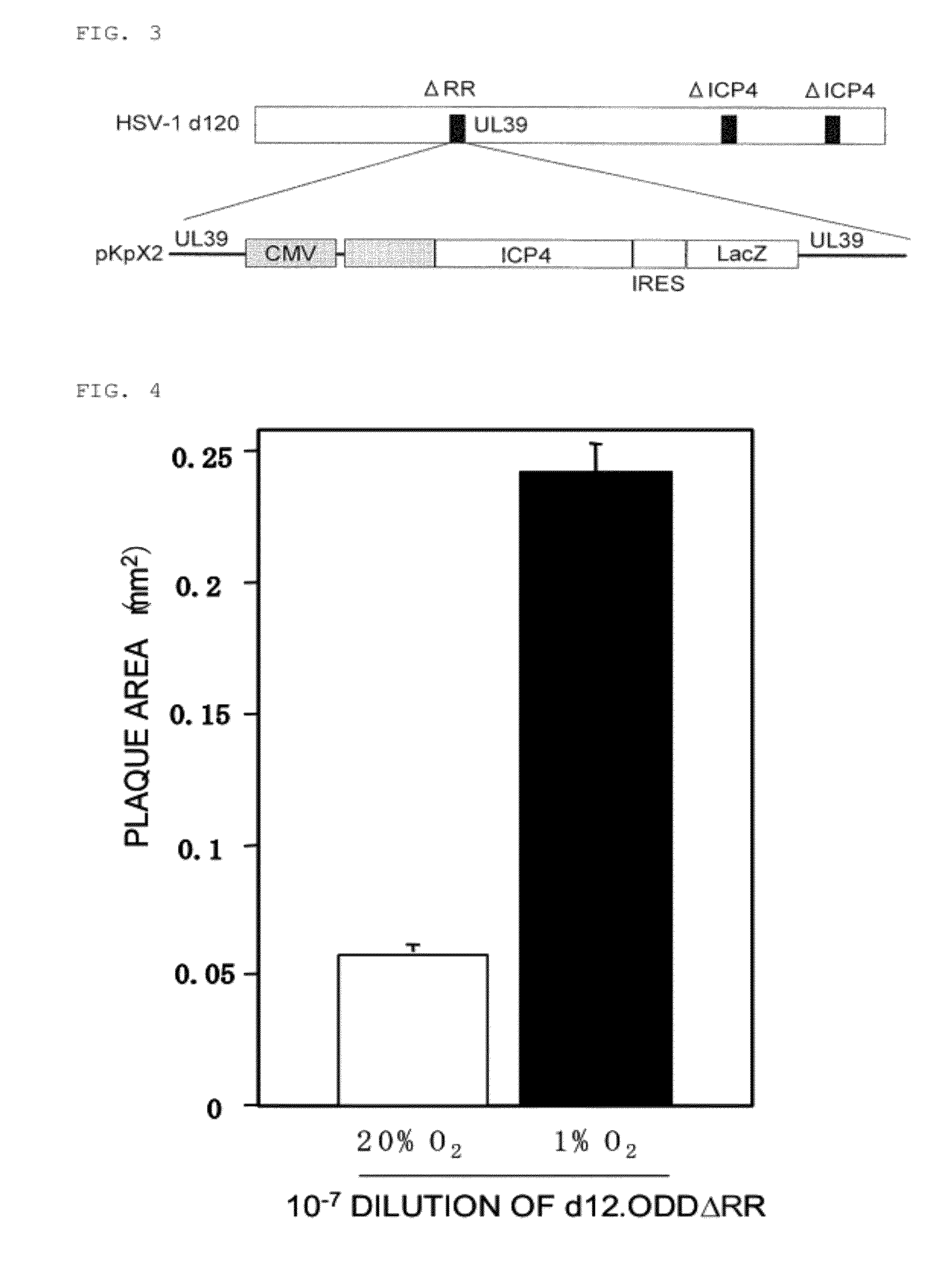 Virus growing in hypoxic cell or virus vector expressing gene therein