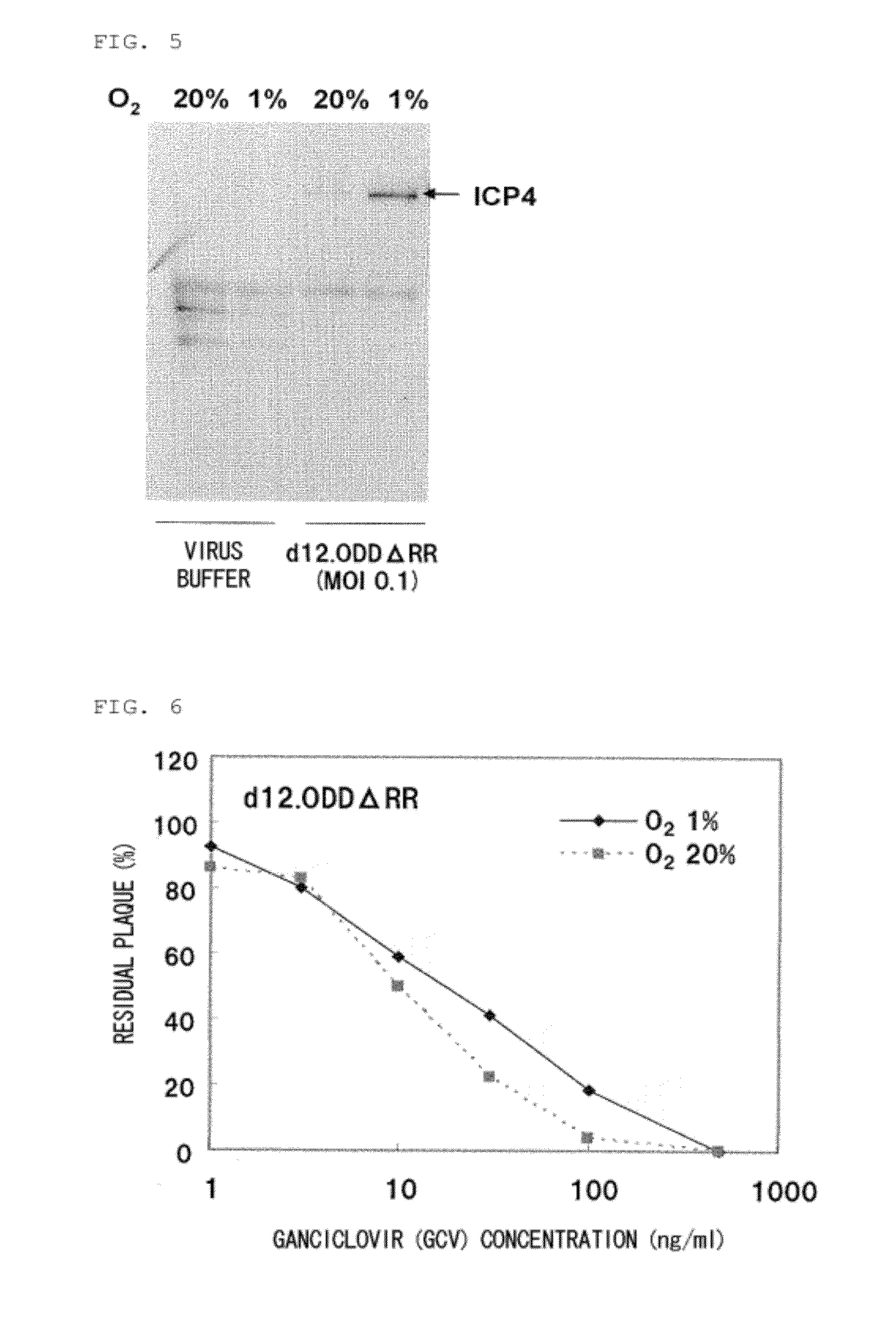 Virus growing in hypoxic cell or virus vector expressing gene therein