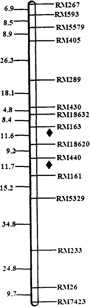 An ssr marker linked to the lrpw-related qtl of rice stem tip nematode resistance on chromosome 5 and its application