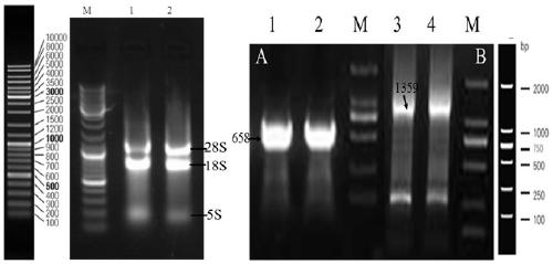 Recombinant gene of glutamate dehydrogenase and its acquisition method and application