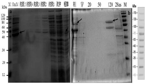 Recombinant gene of glutamate dehydrogenase and its acquisition method and application