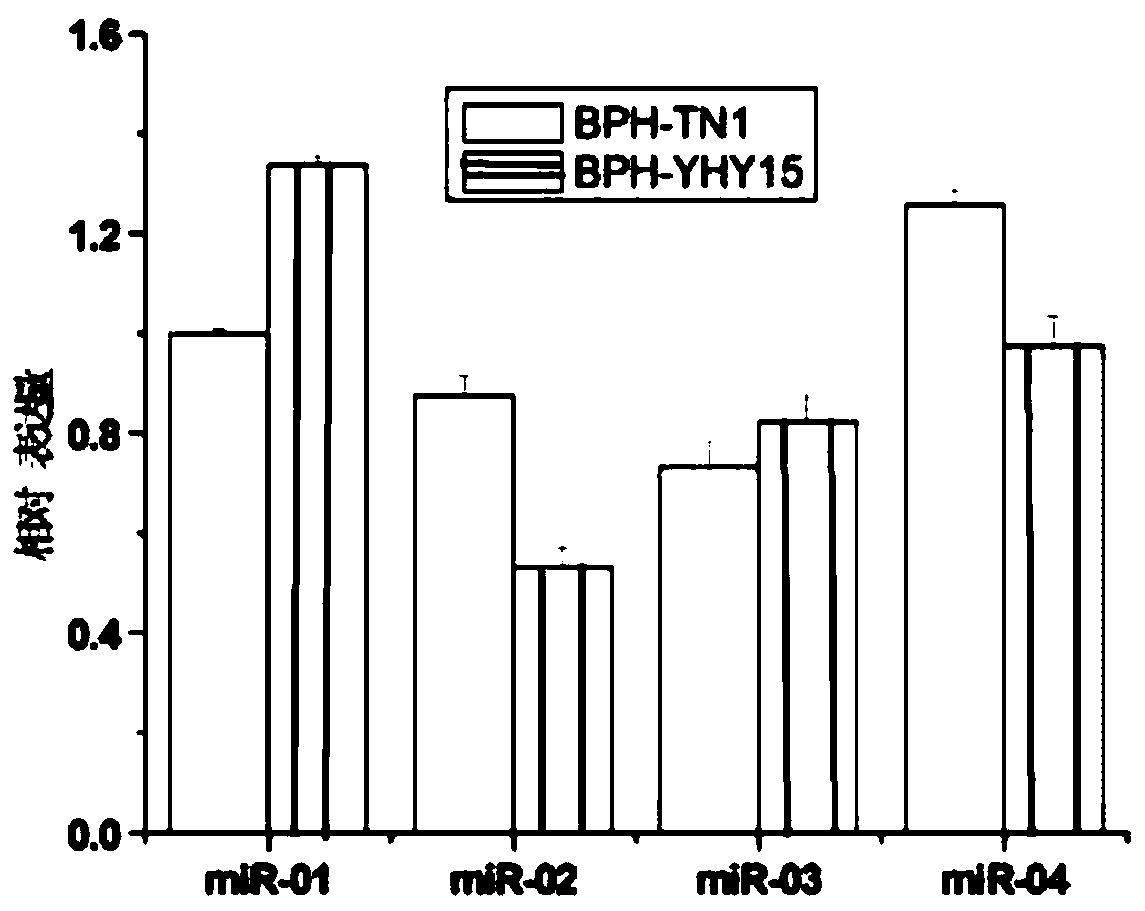 A method for screening the role of microRNAs in the adaptation of brown planthopper to rice resistance