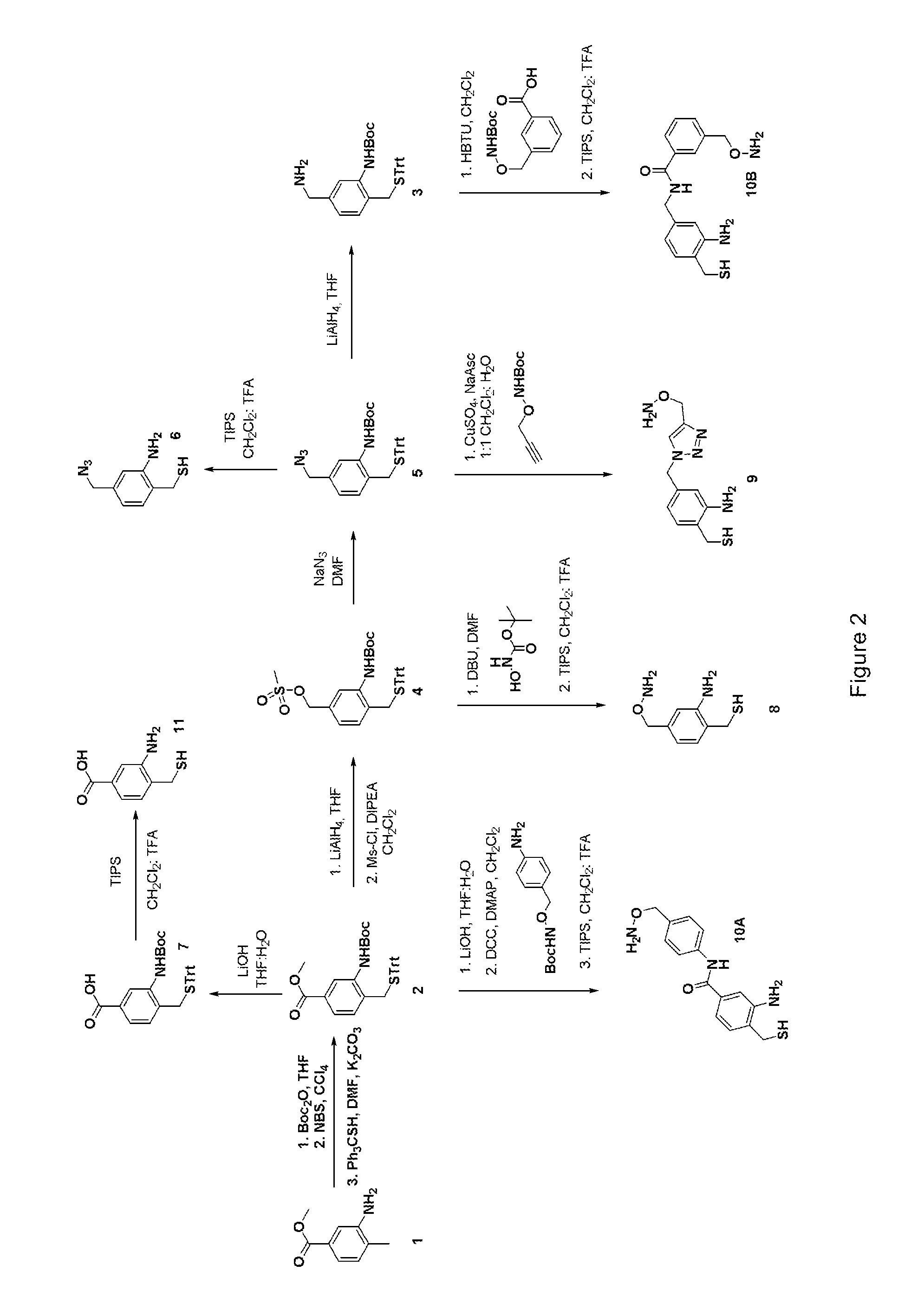 Methods and compositions for site-specific labeling of peptides and proteins