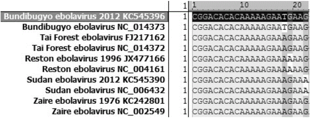 Primers, probes and kits for detection and typing of 5 subtypes of Ebola virus by one-step reverse transcription PCR