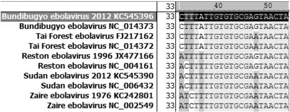 Primers, probes and kits for detection and typing of 5 subtypes of Ebola virus by one-step reverse transcription PCR