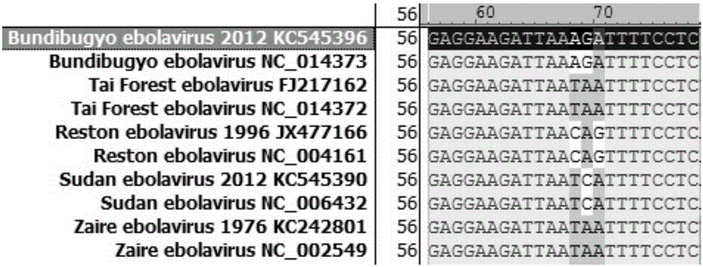 Primers, probes and kits for detection and typing of 5 subtypes of Ebola virus by one-step reverse transcription PCR