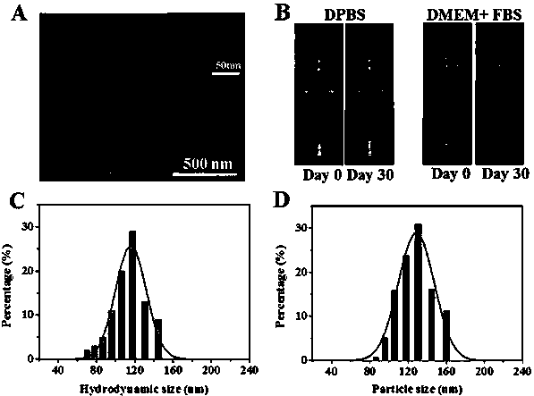 Photoluminescent citric acid based nanoparticles and application and method for living cell marking