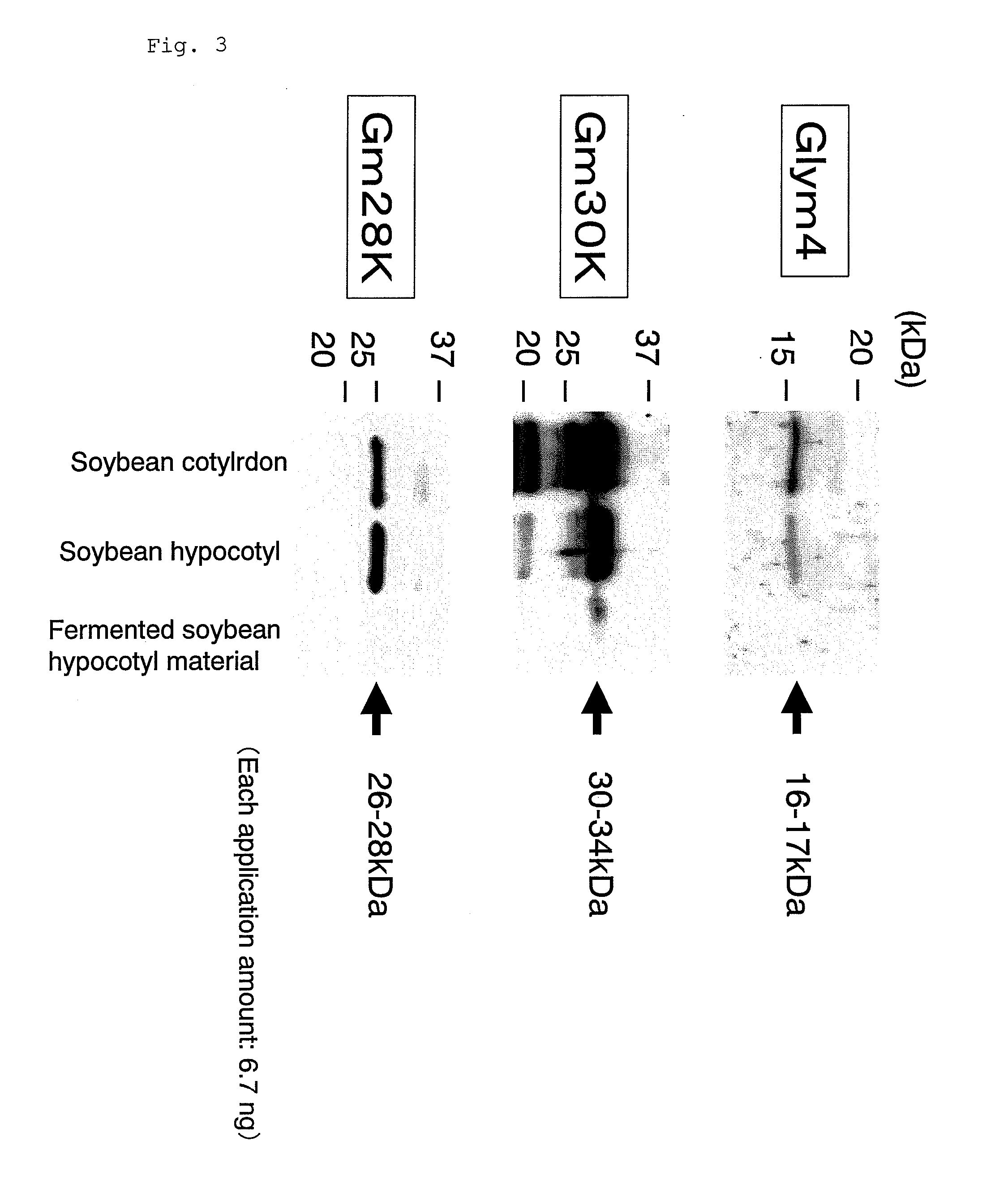 Equal-containing fermentation product of soybean embryonic axis, and method for production thereof