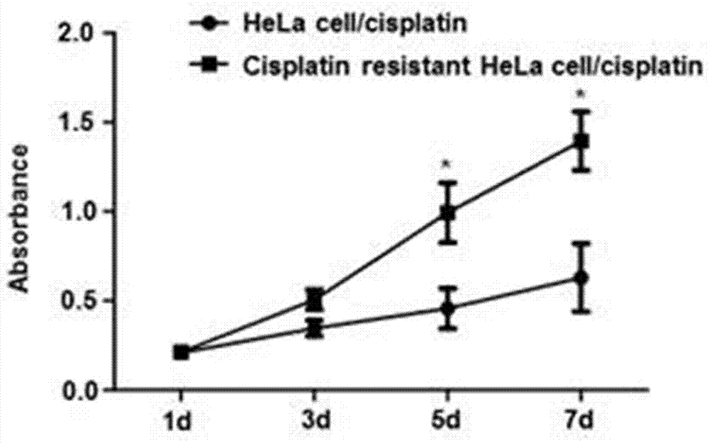 Biomacromolecule NHERF1 related to cisplatin resistance of cervical cancers, and applications thereof