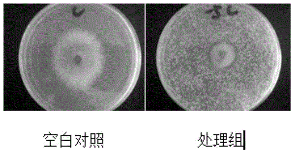 BaciIllus polymyxa KN-03 and culturing method and use thereof