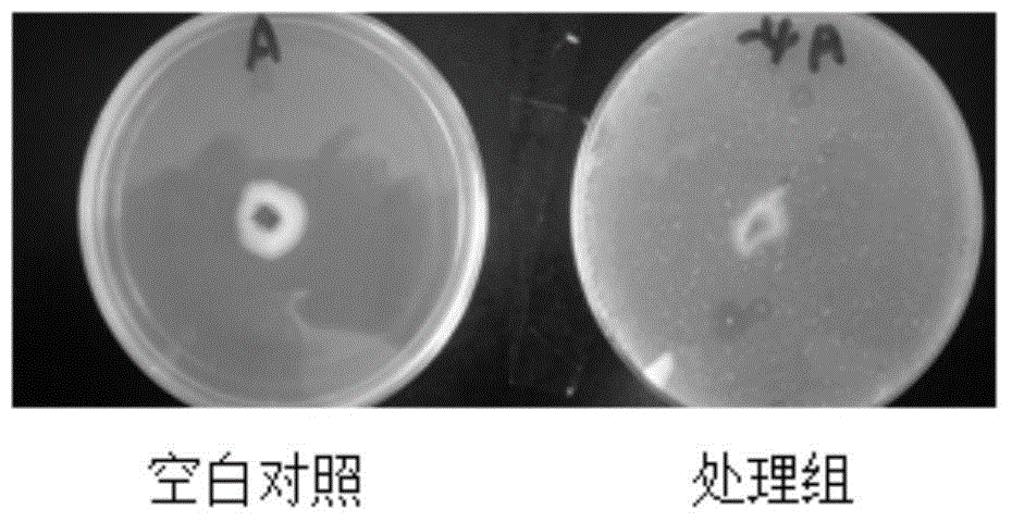 BaciIllus polymyxa KN-03 and culturing method and use thereof