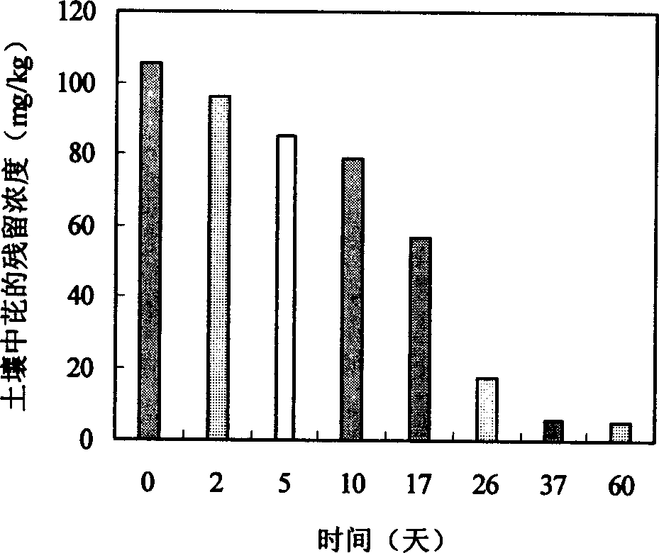 Method for restoring soil polluted by polycyclic aromatic hydrocarbon through plants