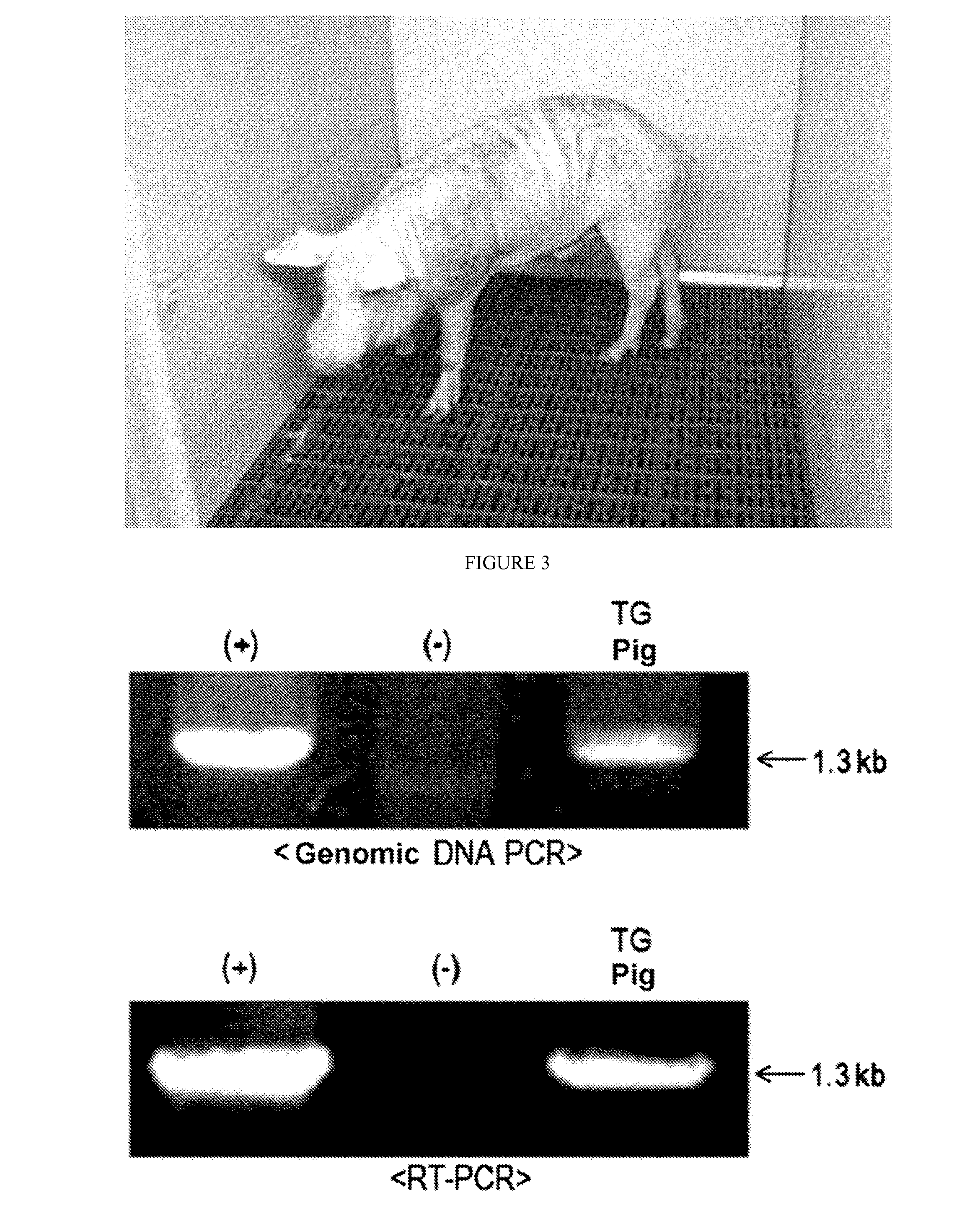 Transgenic pig expressing stnfr1-fc genes and the uses thereof