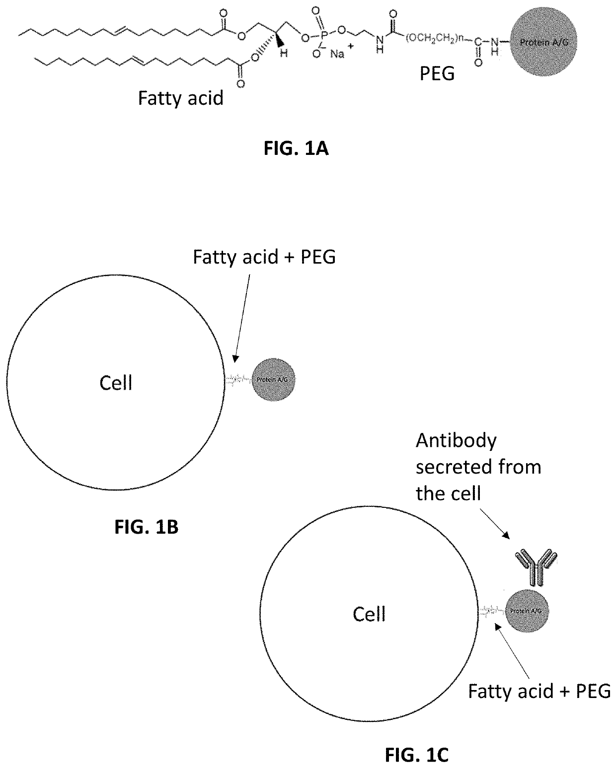 Kits and method of modifying, detecting, and sorting antibody-producing cells