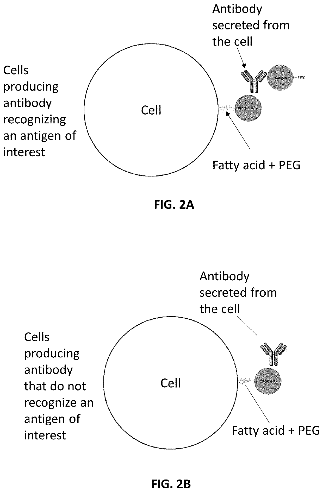 Kits and method of modifying, detecting, and sorting antibody-producing cells