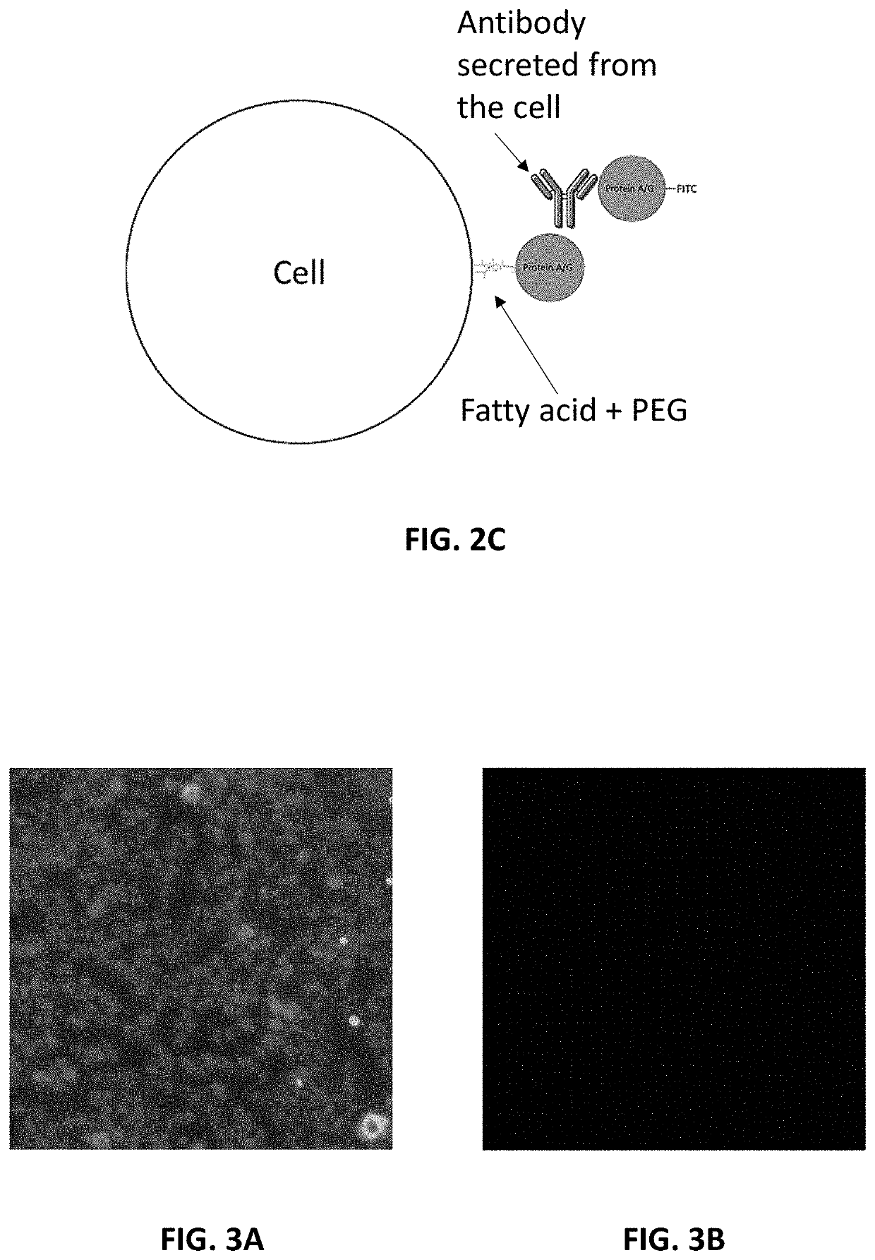 Kits and method of modifying, detecting, and sorting antibody-producing cells