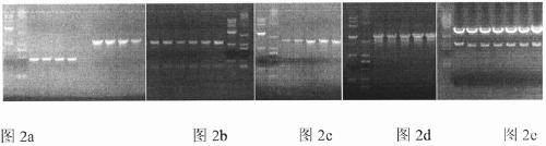 Construction method and application of recombinant prrs virus genetic engineering vaccine expressing classical swine fever virus e2 protein
