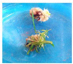 A method for inducing mature embryo callus of Drunken Horseweed and establishing a regeneration system