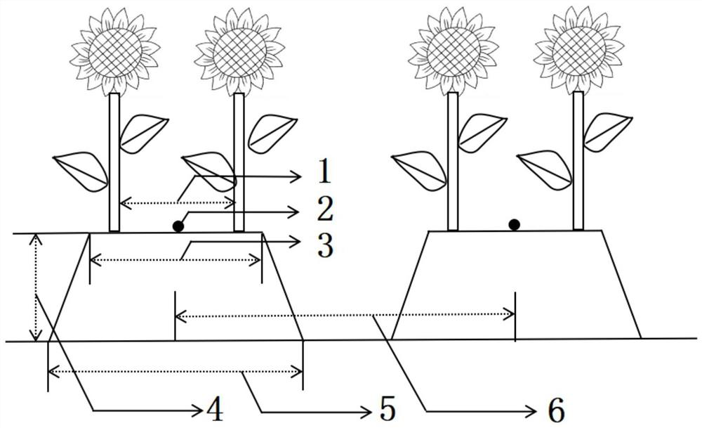 High-ridge film-mulching and drip-irrigation salt-inhibiting planting method for sunflowers