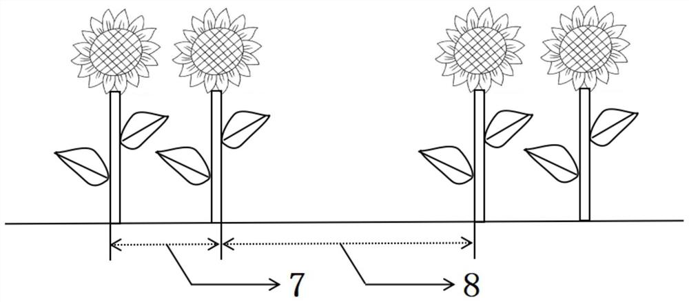 High-ridge film-mulching and drip-irrigation salt-inhibiting planting method for sunflowers