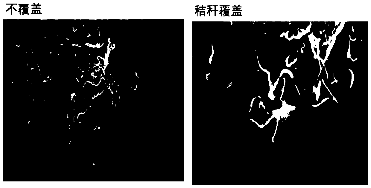 Method for determining southwest hill dry-land winter wheat and summer corn optimal water storage soil moisture preservation wheat water and fertilizer efficient utilization