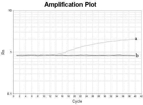 Primer for detecting porcine sapelo virus, Taqman-MGB probe and kit