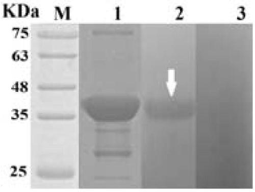 Application of EG-TPx and kit for diagnosing echinococcosis granulosa of livestock