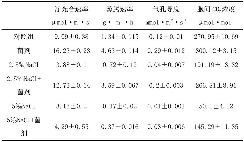 A kind of salt-tolerant growth-promoting bacterial strain d5-2 and its application