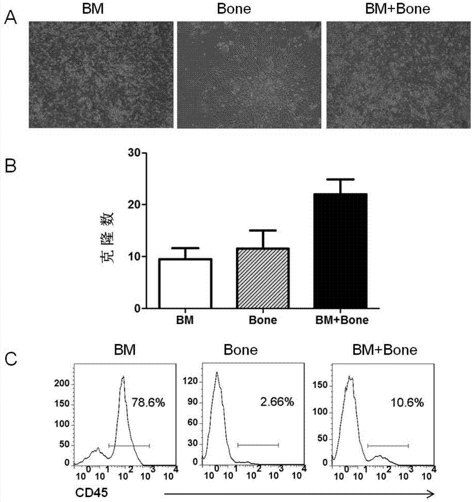 Method for separating and culturing animal bone marrow mesenchymal stem cell