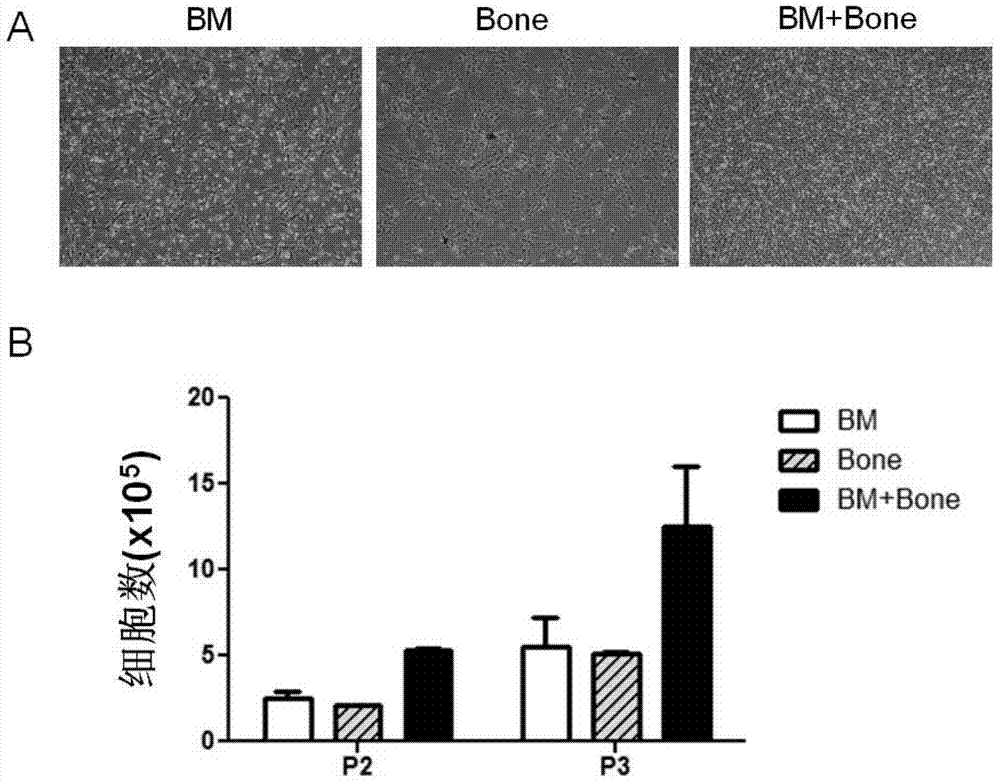 Method for separating and culturing animal bone marrow mesenchymal stem cell