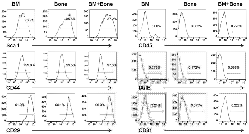 Method for separating and culturing animal bone marrow mesenchymal stem cell