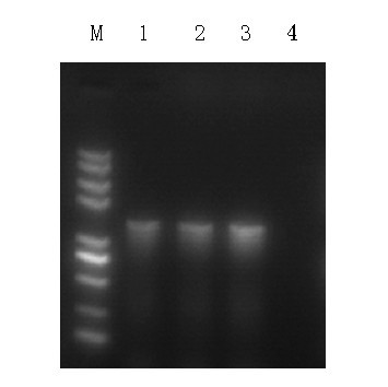 EPSP synthase gene rice chloroplast expression vector and application thereof
