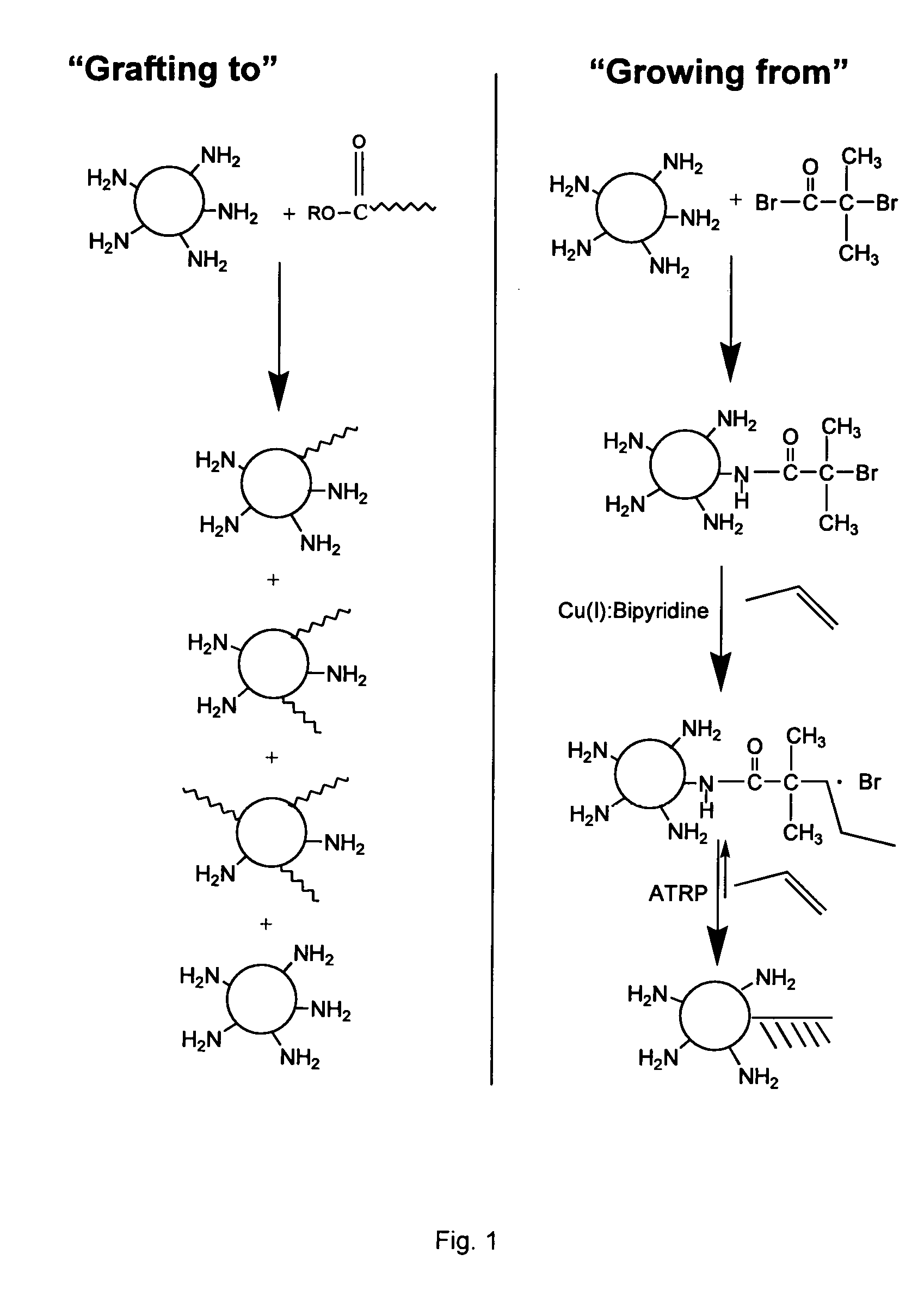 Protein-polymer conjugates and synthesis thereof