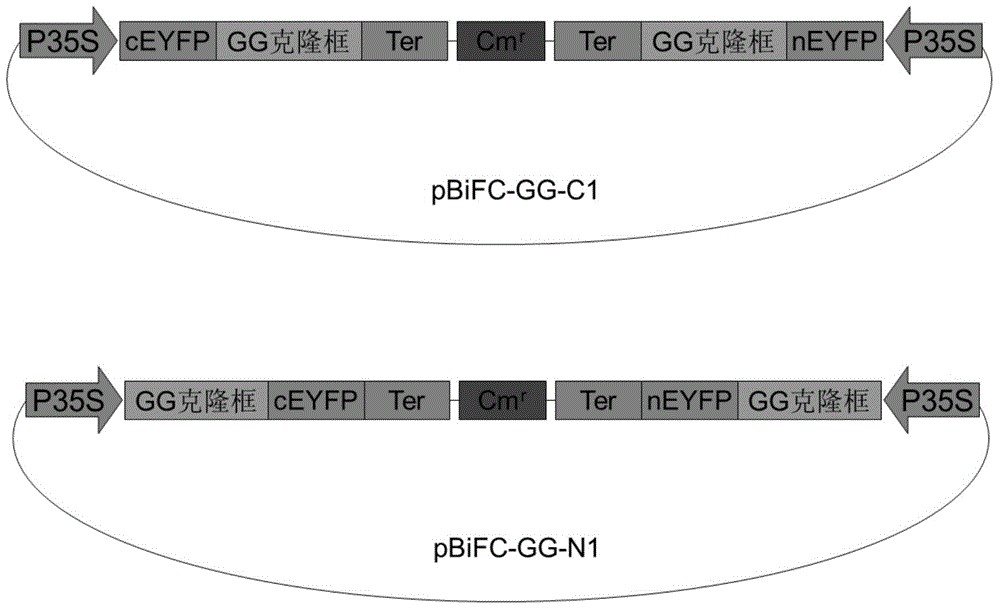 Expression vector for bimolecular fluorescence complementation) research and application thereof