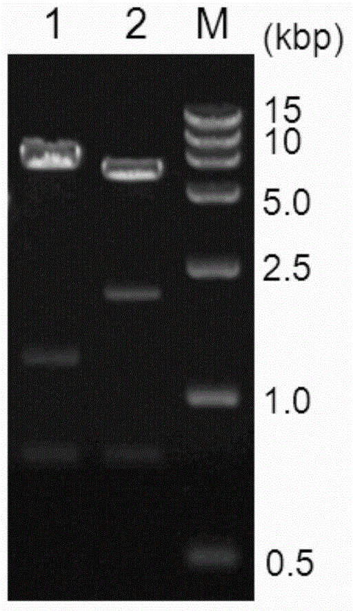 Expression vector for bimolecular fluorescence complementation) research and application thereof
