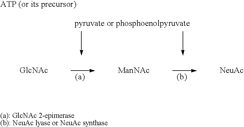 Process for producing cmp-n-acetylneuraminic acid