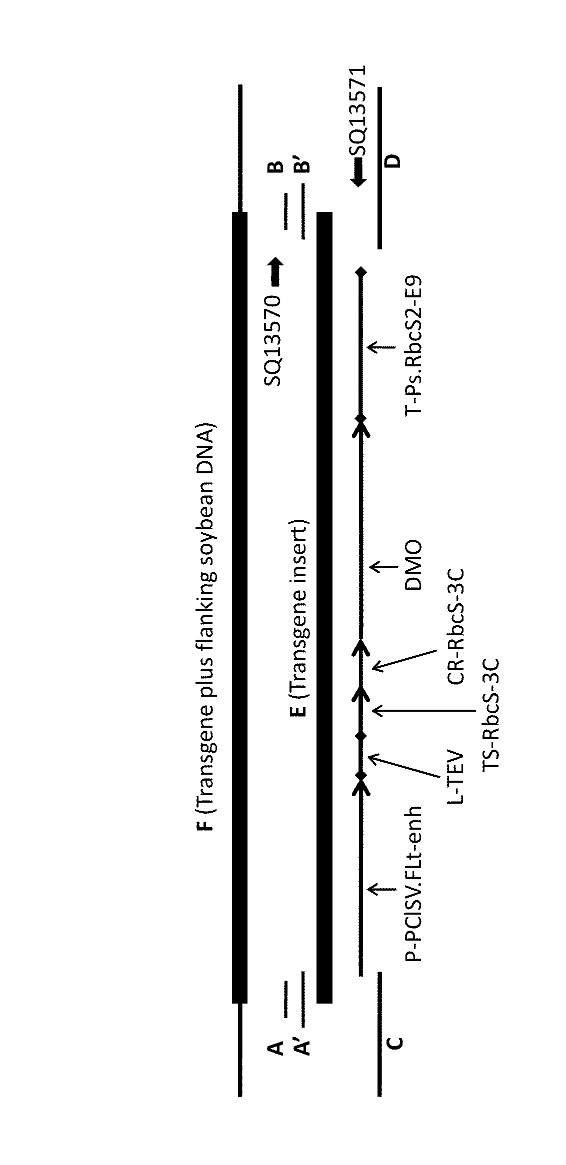 Soybean transgenic event MON 87708 and methods of use thereof