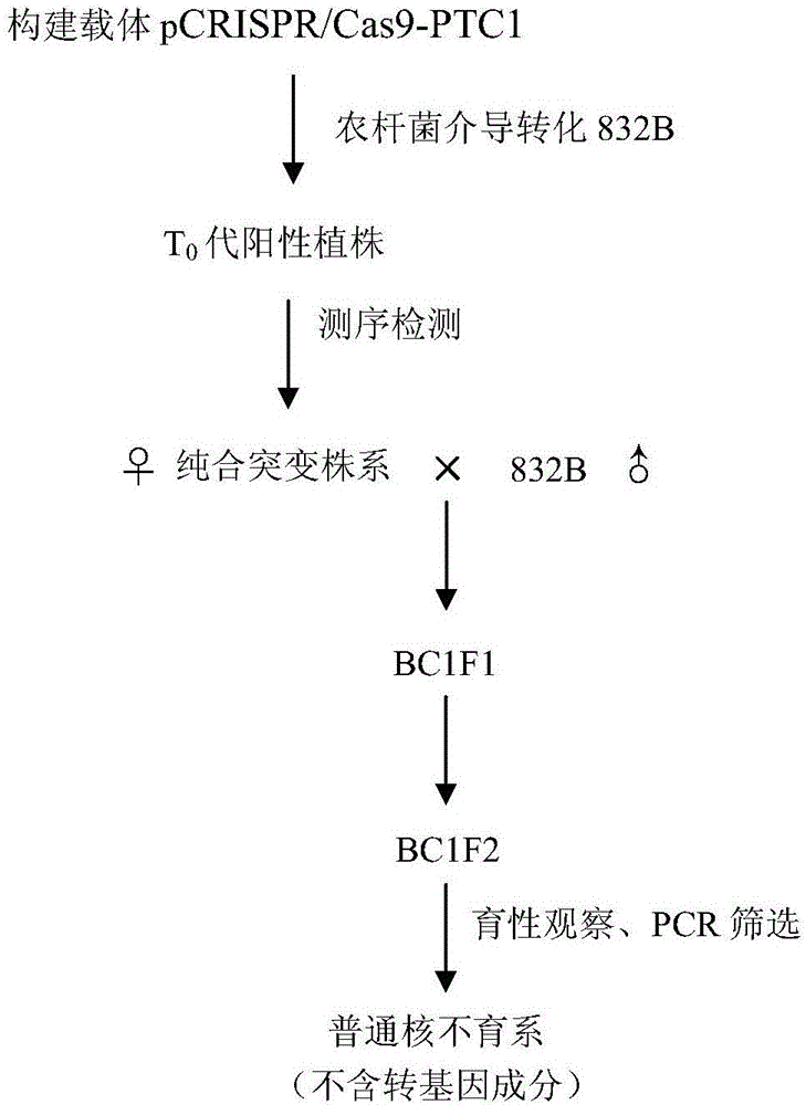 Method for cultivating rice common nuclear sterile lines