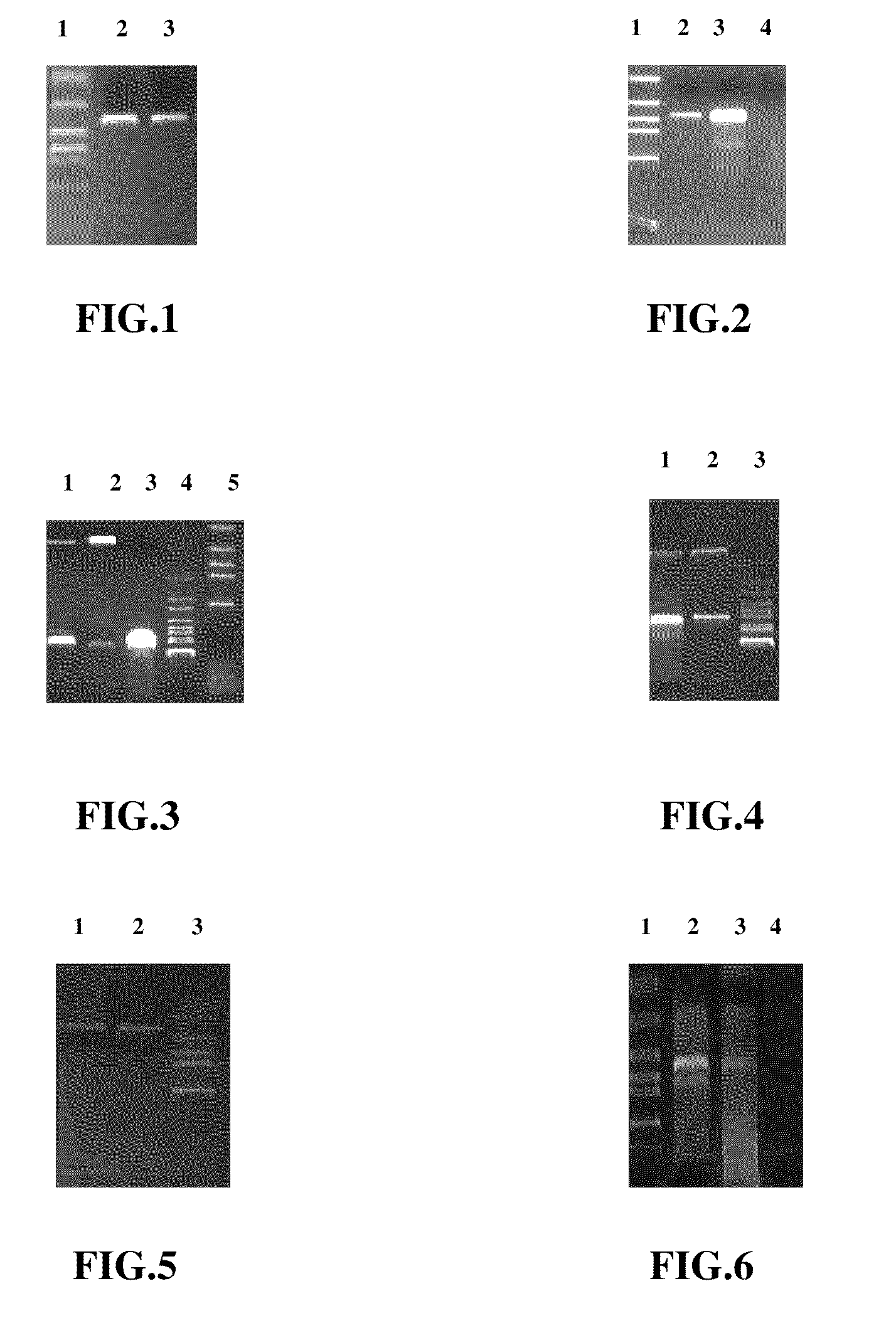 Double-effective vaccine vector against foot-and-mouth disease virus (FMDV), methods of preparing and using the same