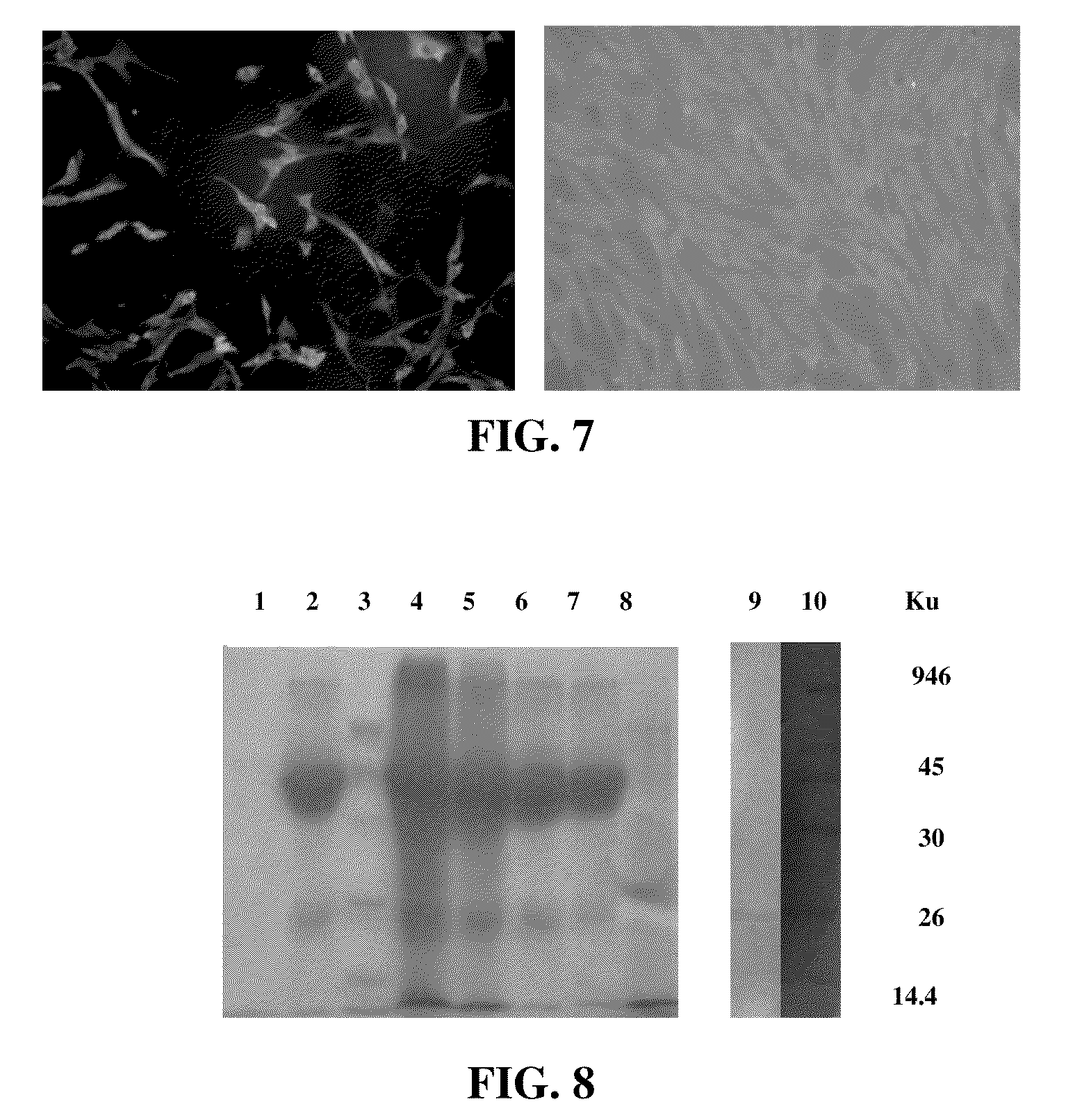 Double-effective vaccine vector against foot-and-mouth disease virus (FMDV), methods of preparing and using the same