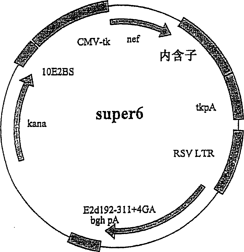 Novel expression vectors and uses thereof