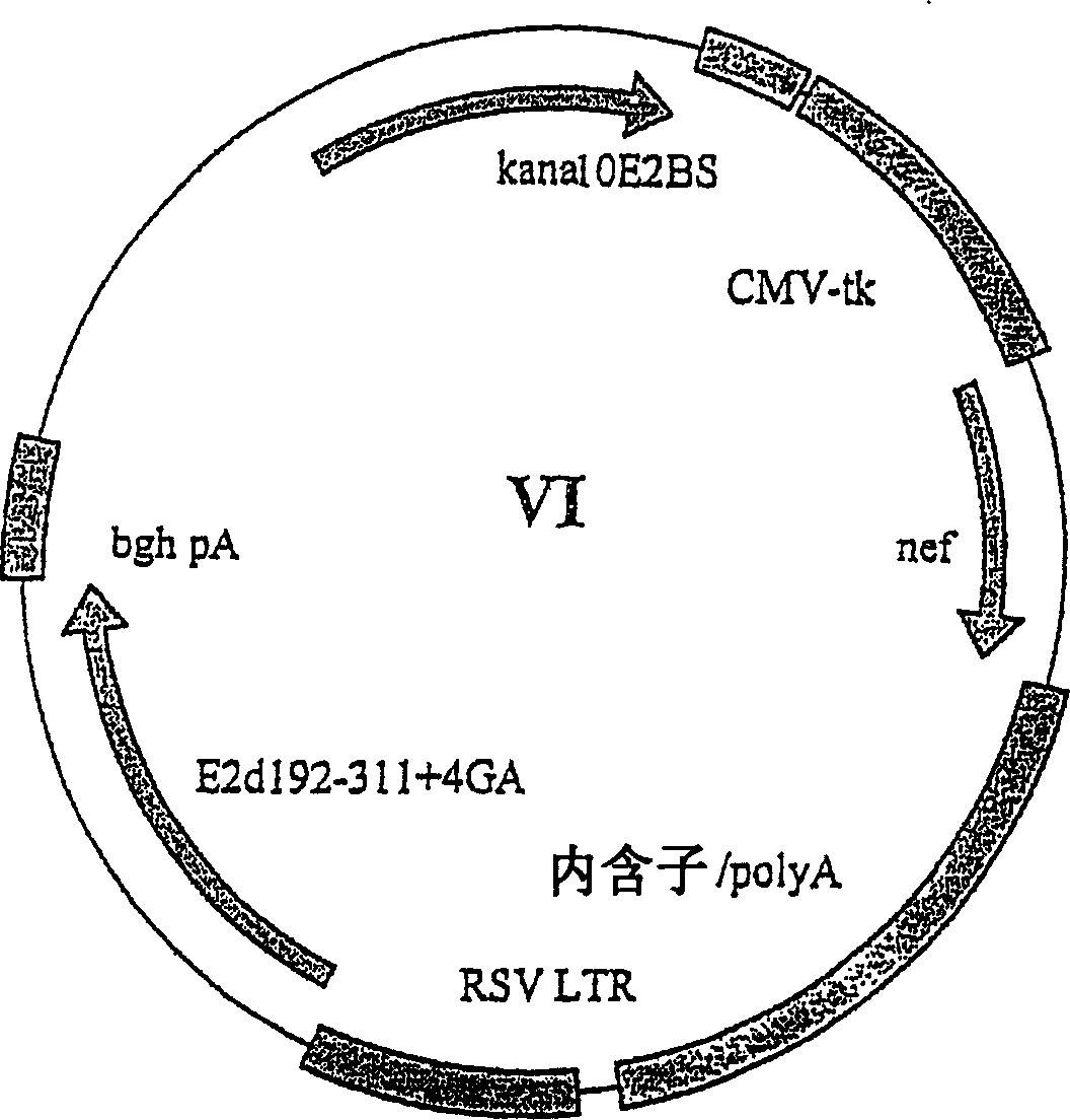 Novel expression vectors and uses thereof